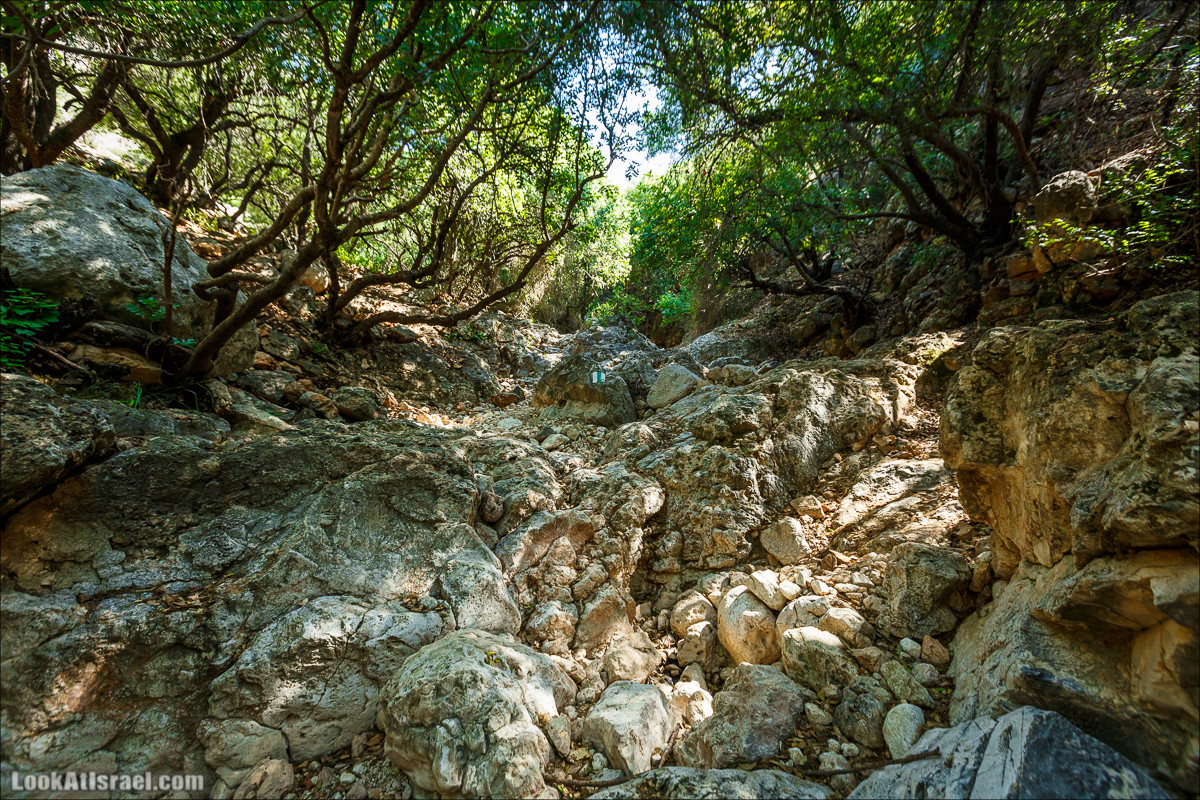 Из леса Ханита через пещеру Кешет и ручей Намер к ручьям Бецет и Серах | LookAtIsrael.com - Фото путешествия по Израилю