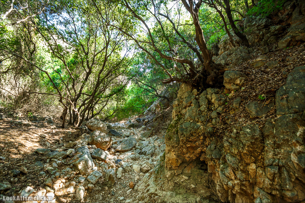 Из леса Ханита через пещеру Кешет и ручей Намер к ручьям Бецет и Серах | LookAtIsrael.com - Фото путешествия по Израилю