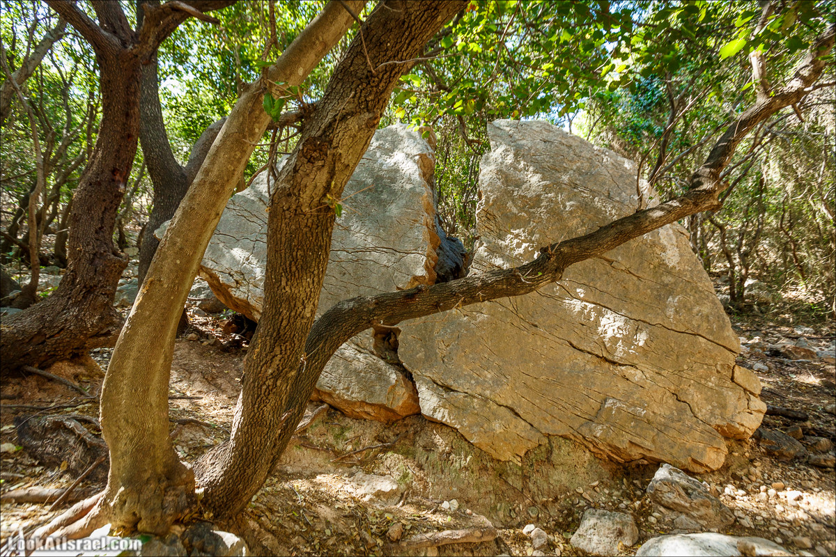 Из леса Ханита через пещеру Кешет и ручей Намер к ручьям Бецет и Серах | LookAtIsrael.com - Фото путешествия по Израилю