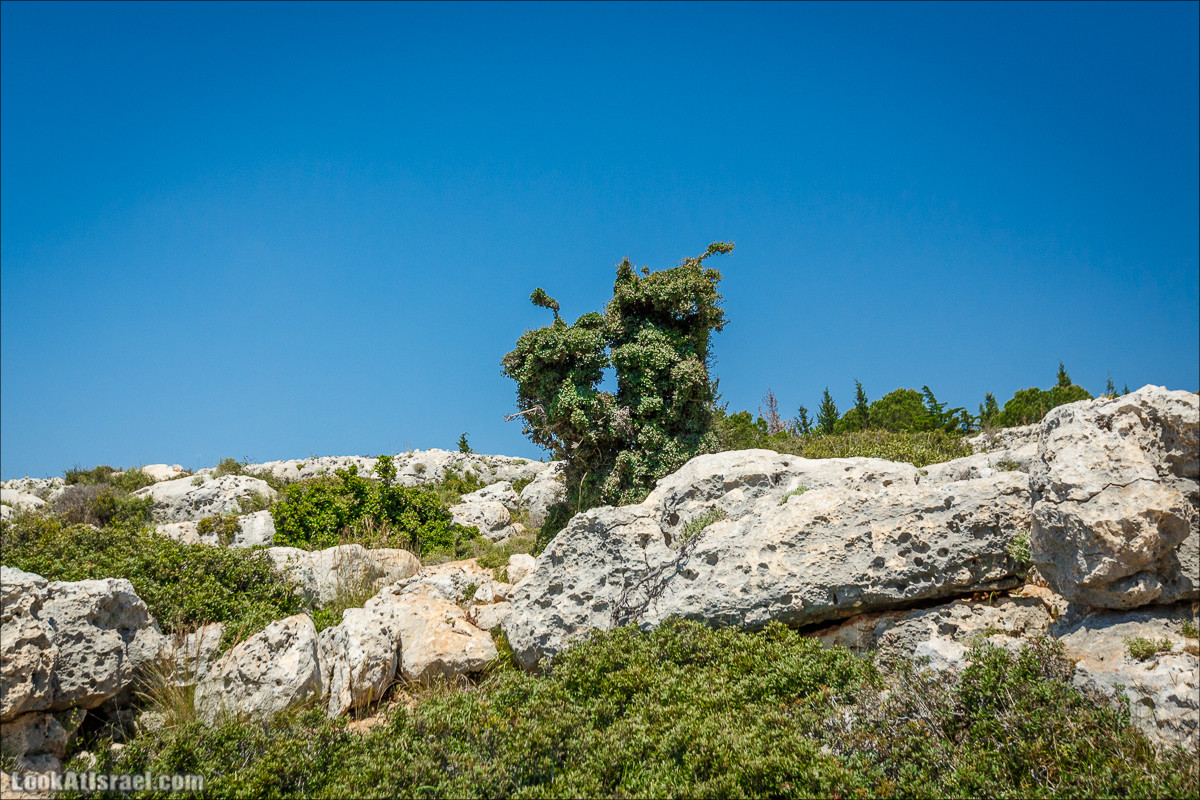 Из леса Ханита через пещеру Кешет и ручей Намер к ручьям Бецет и Серах | LookAtIsrael.com - Фото путешествия по Израилю