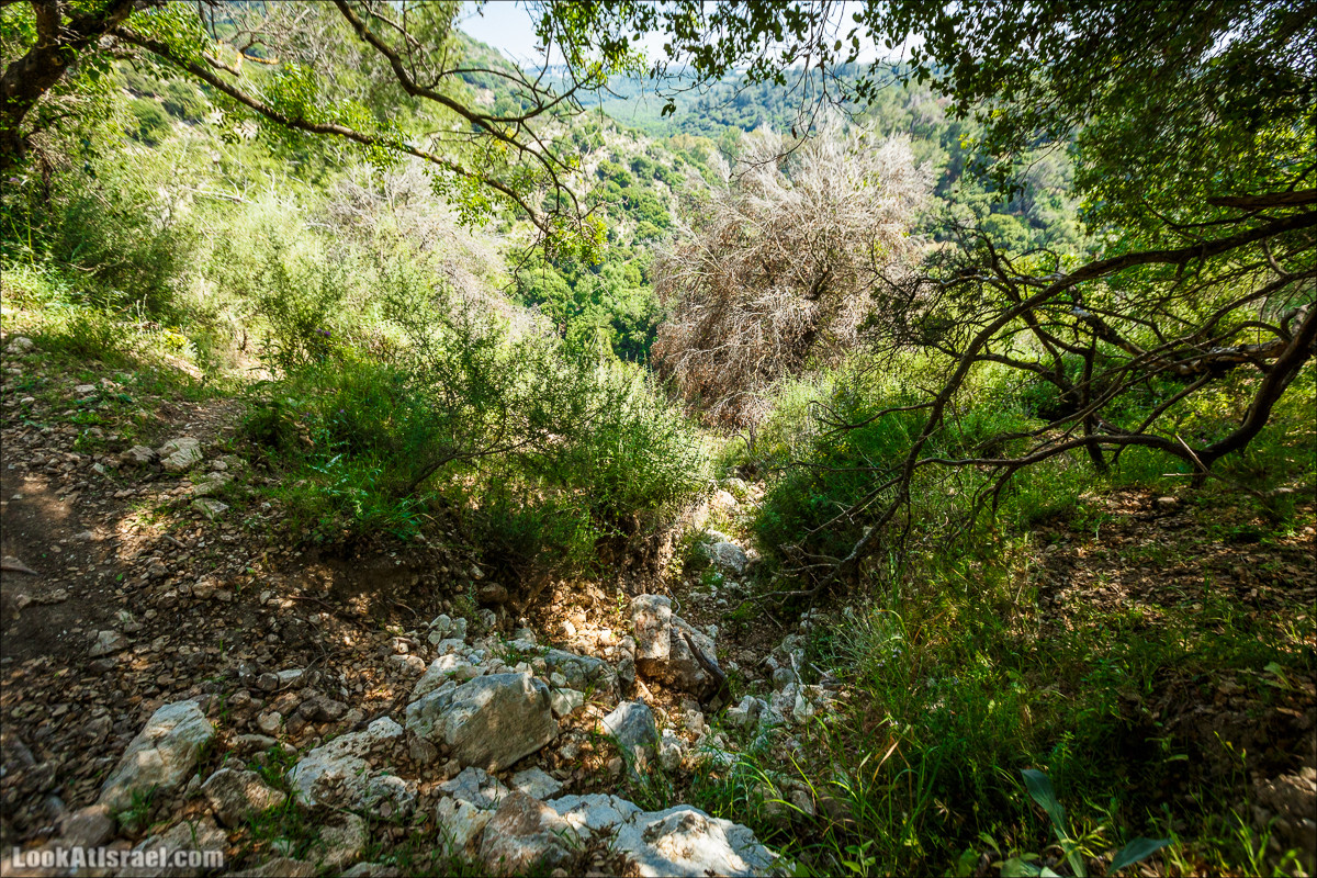 Из леса Ханита через пещеру Кешет и ручей Намер к ручьям Бецет и Серах | LookAtIsrael.com - Фото путешествия по Израилю