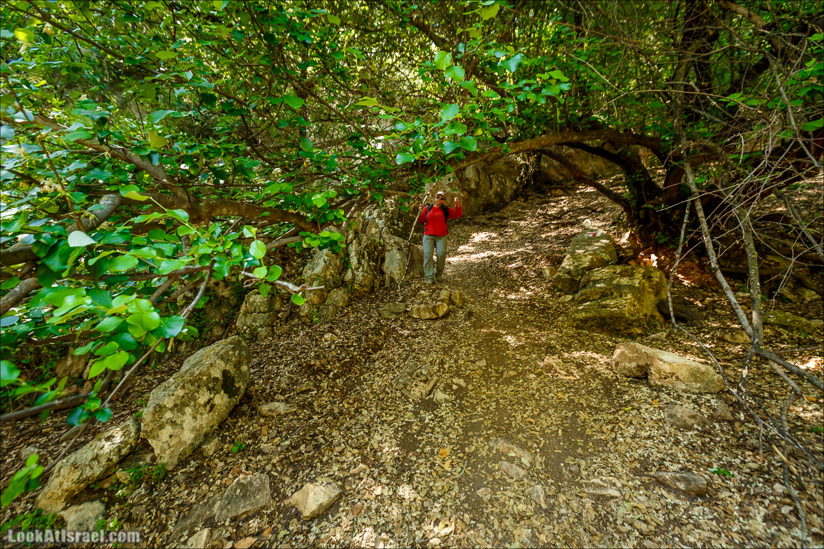 Из леса Ханита через пещеру Кешет и ручей Намер к ручьям Бецет и Серах | LookAtIsrael.com - Фото путешествия по Израилю