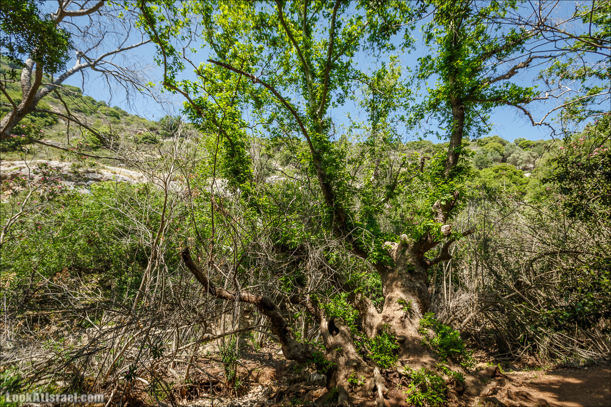 Из леса Ханита через пещеру Кешет и ручей Намер к ручьям Бецет и Серах | LookAtIsrael.com - Фото путешествия по Израилю