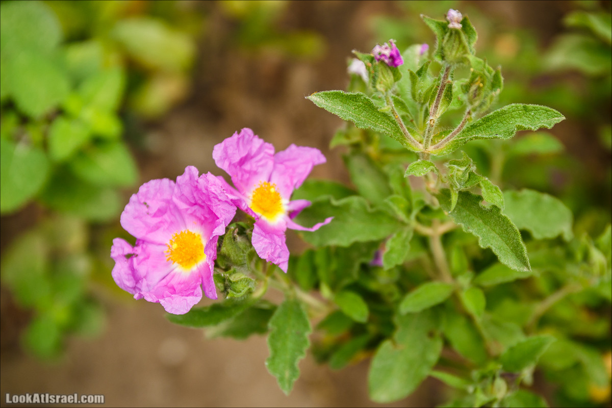 Ручей Орен и пещера Эцба | LookAtIsrael.com - Фото путешествия по Израилю