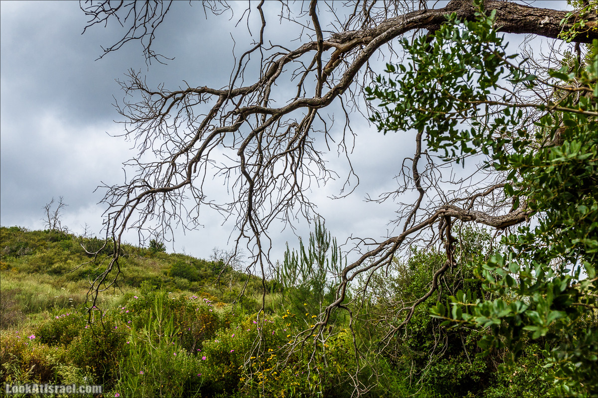 Ручей Орен и пещера Эцба | LookAtIsrael.com - Фото путешествия по Израилю