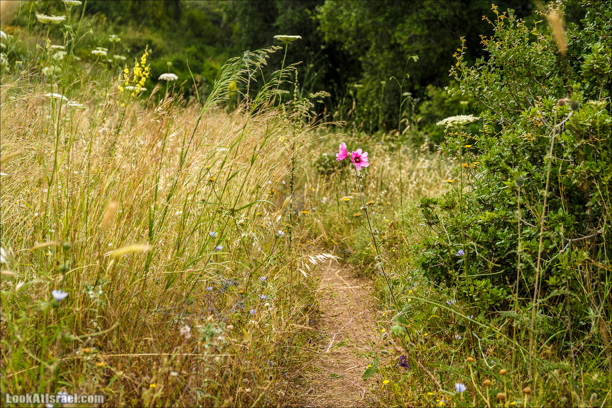 Ручей Орен и пещера Эцба | LookAtIsrael.com - Фото путешествия по Израилю