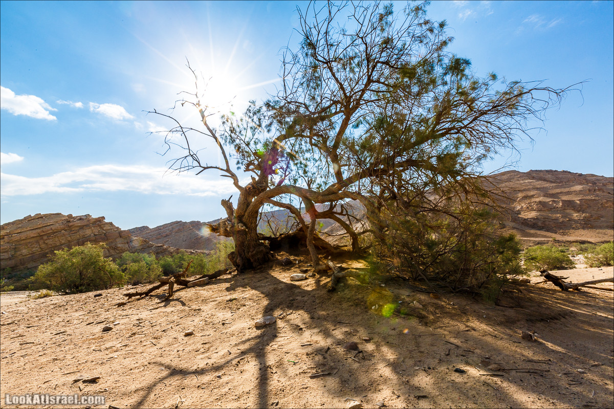Гора Саароним, ручей Некарот и вода в ущелье Парсат Некарот | LookAtIsrael.com - Фото путешествия по Израилю