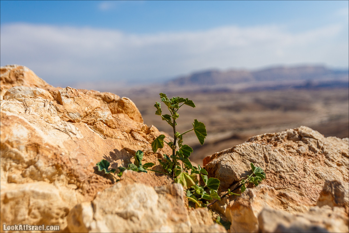 Гора Саароним, ручей Некарот и вода в ущелье Парсат Некарот | LookAtIsrael.com - Фото путешествия по Израилю