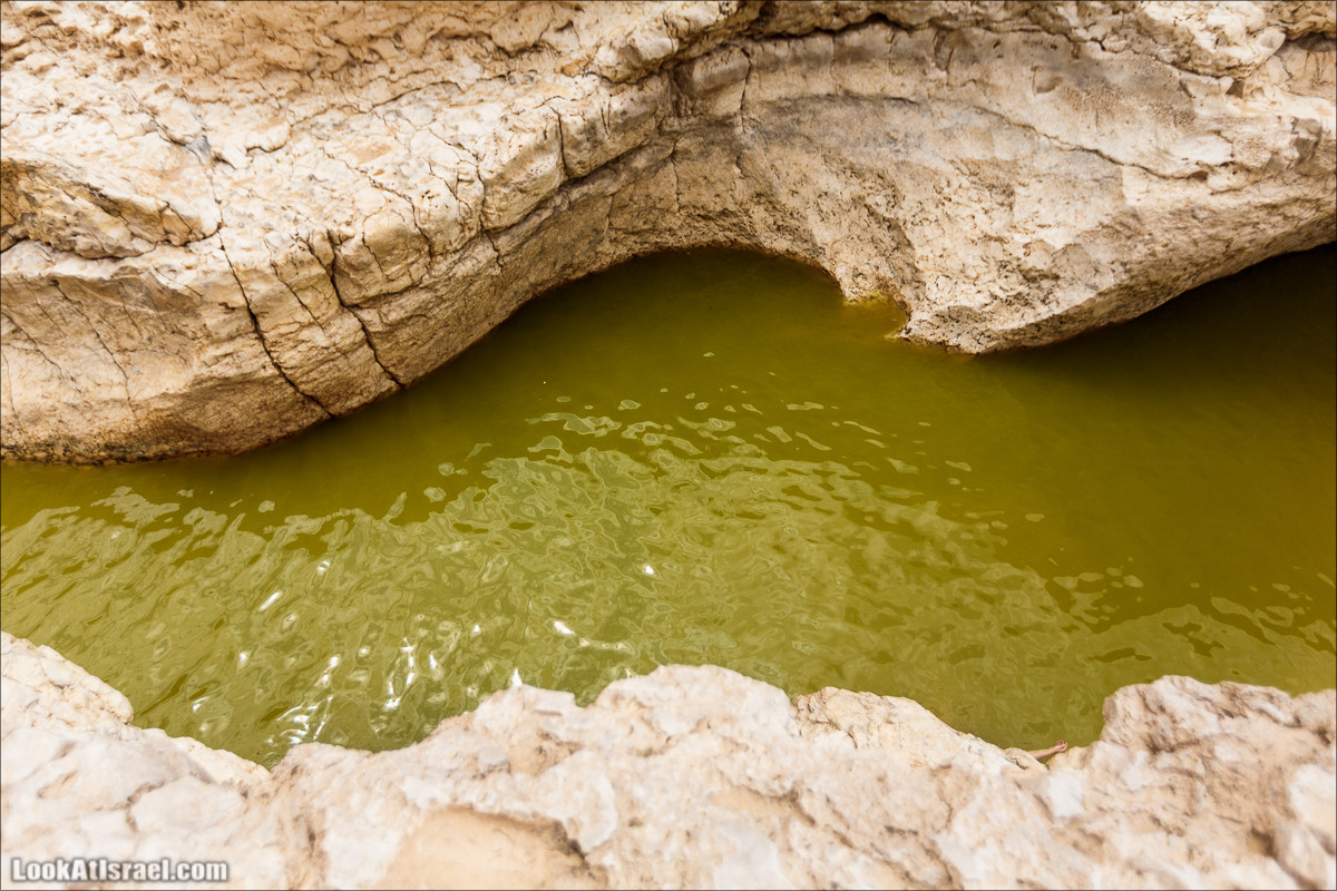 Гора Саароним, ручей Некарот и вода в ущелье Парсат Некарот | LookAtIsrael.com - Фото путешествия по Израилю