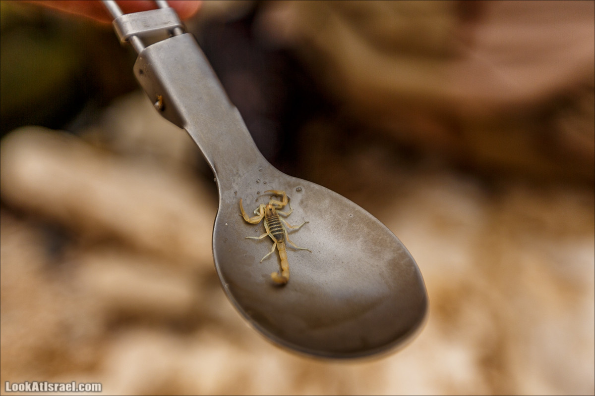 Гора Саароним, ручей Некарот и вода в ущелье Парсат Некарот | LookAtIsrael.com - Фото путешествия по Израилю
