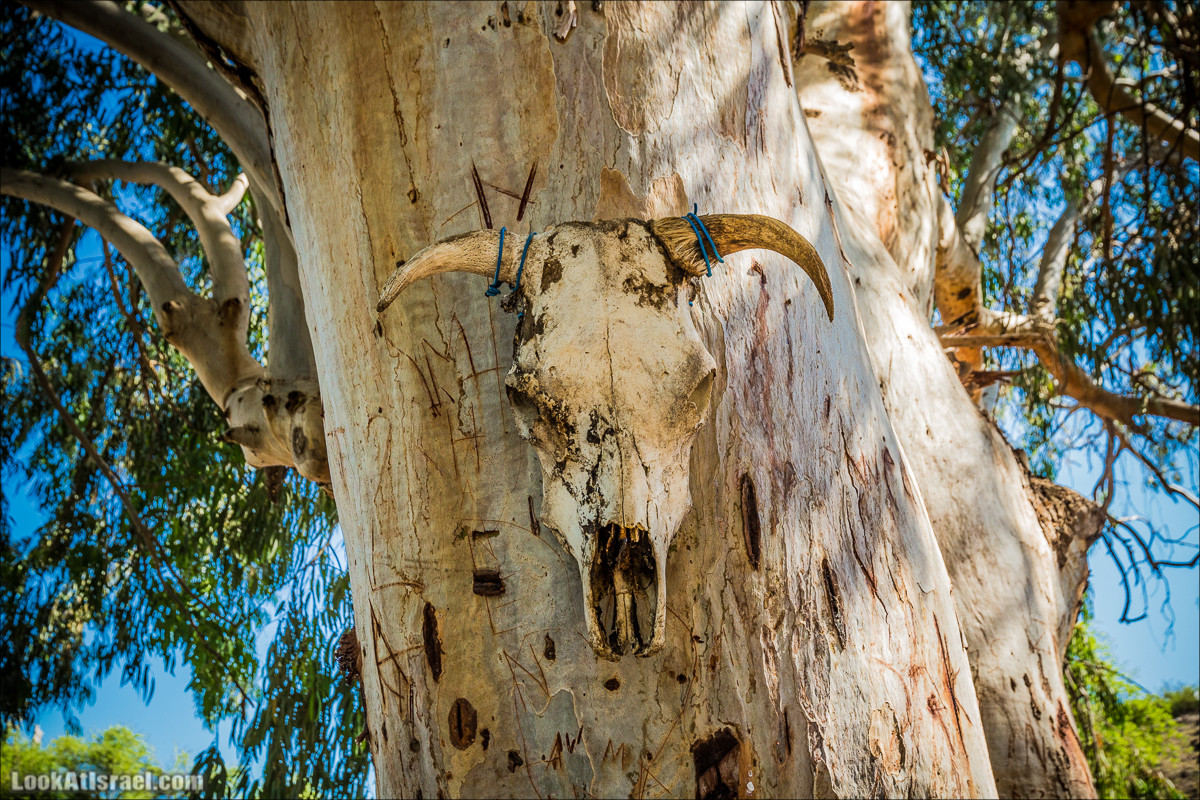 Пеший маршрут Горный Иордан | ירדן הררי | LookAtIsrael.com - Фото путешествия по Израилю