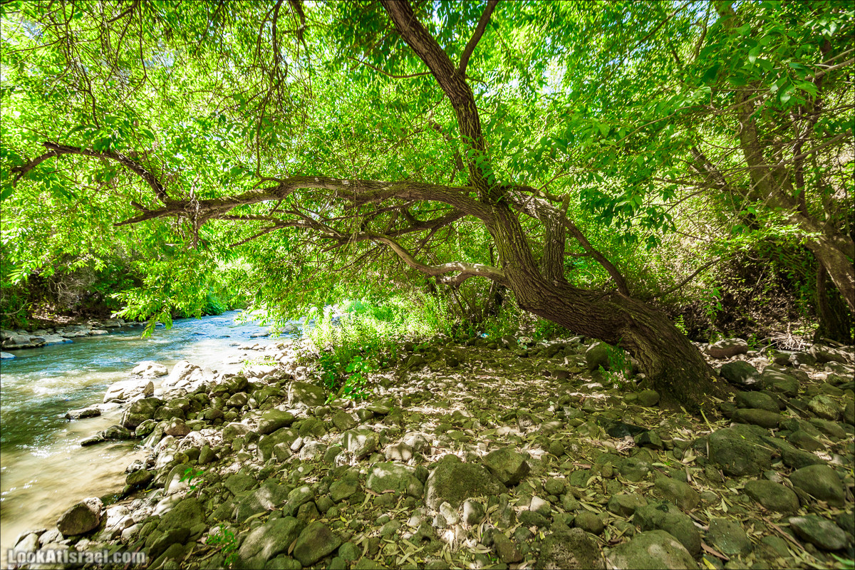 Пеший маршрут Горный Иордан | ירדן הררי | LookAtIsrael.com - Фото путешествия по Израилю