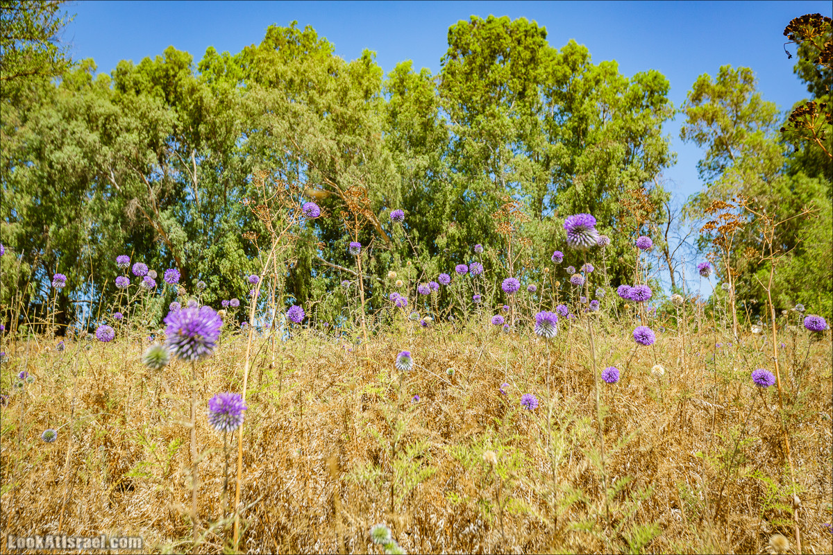 Пеший маршрут Горный Иордан | ירדן הררי | LookAtIsrael.com - Фото путешествия по Израилю