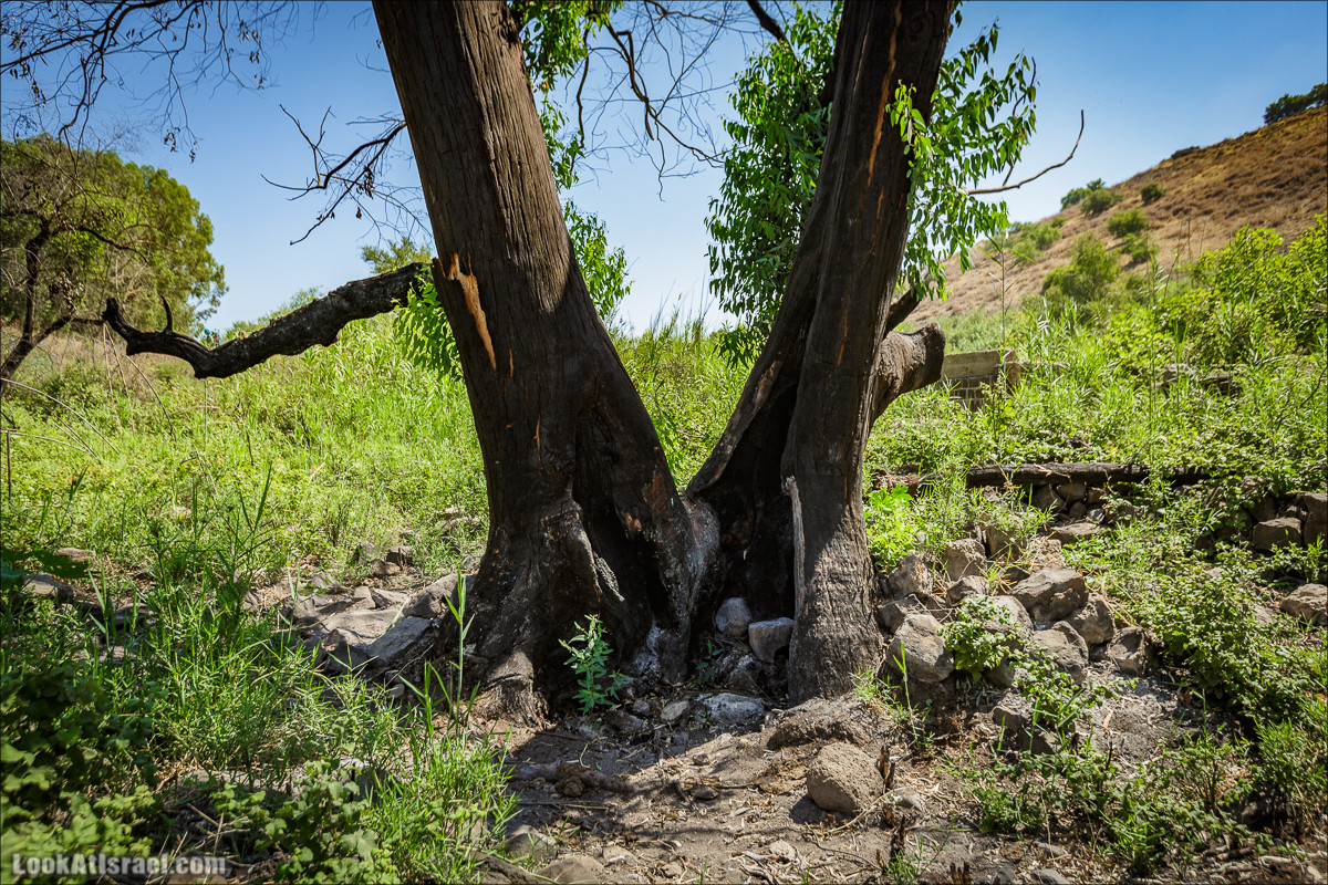 Пеший маршрут Горный Иордан | ירדן הררי | LookAtIsrael.com - Фото путешествия по Израилю
