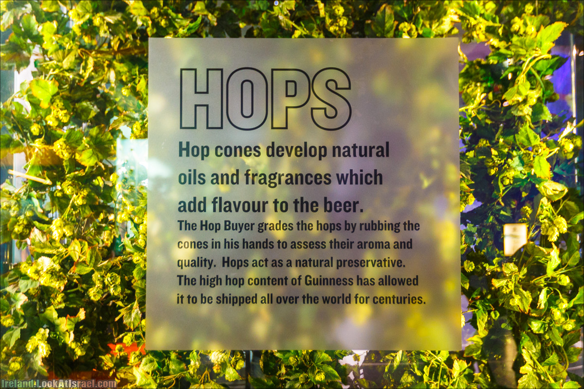 Дублин, пивоварня Гиннесс Guinness и вискокурня Джеймсон Jameson - LookAtIsrael.com путешествует по Ирландии