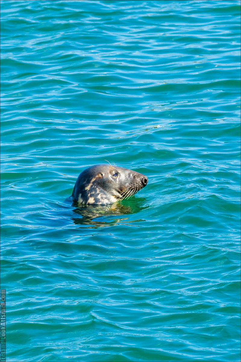 Полуостров Хоут (Howth) и остров Глаз Ирландии (Ирландский глаз) Ireland's Eye, Замок Хоут (Howth Castle) - LookAtIsrael.com путешествует по Ирландии
