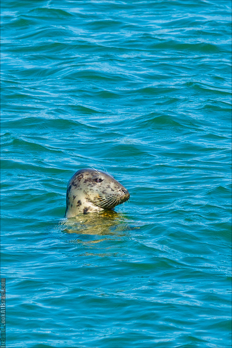 Полуостров Хоут (Howth) и остров Глаз Ирландии (Ирландский глаз) Ireland's Eye, Замок Хоут (Howth Castle) - LookAtIsrael.com путешествует по Ирландии