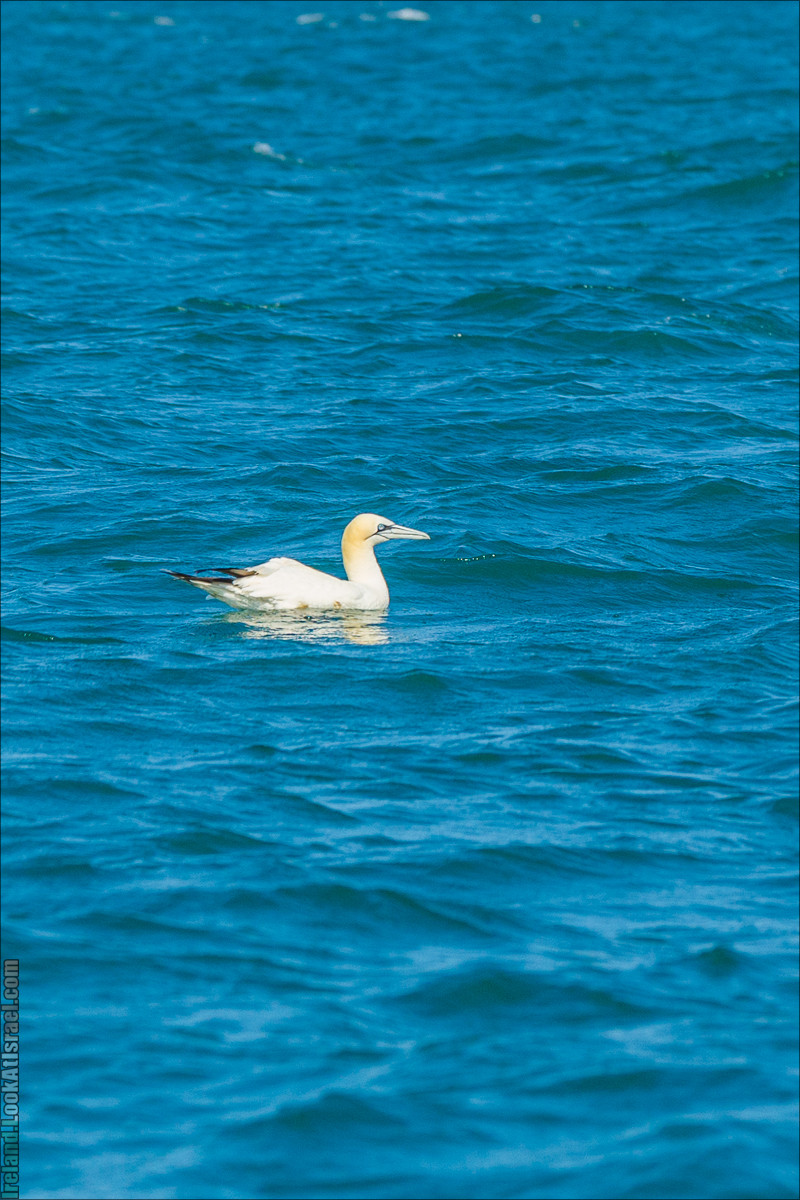 Полуостров Хоут (Howth) и остров Глаз Ирландии (Ирландский глаз) Ireland's Eye, Замок Хоут (Howth Castle) - LookAtIsrael.com путешествует по Ирландии