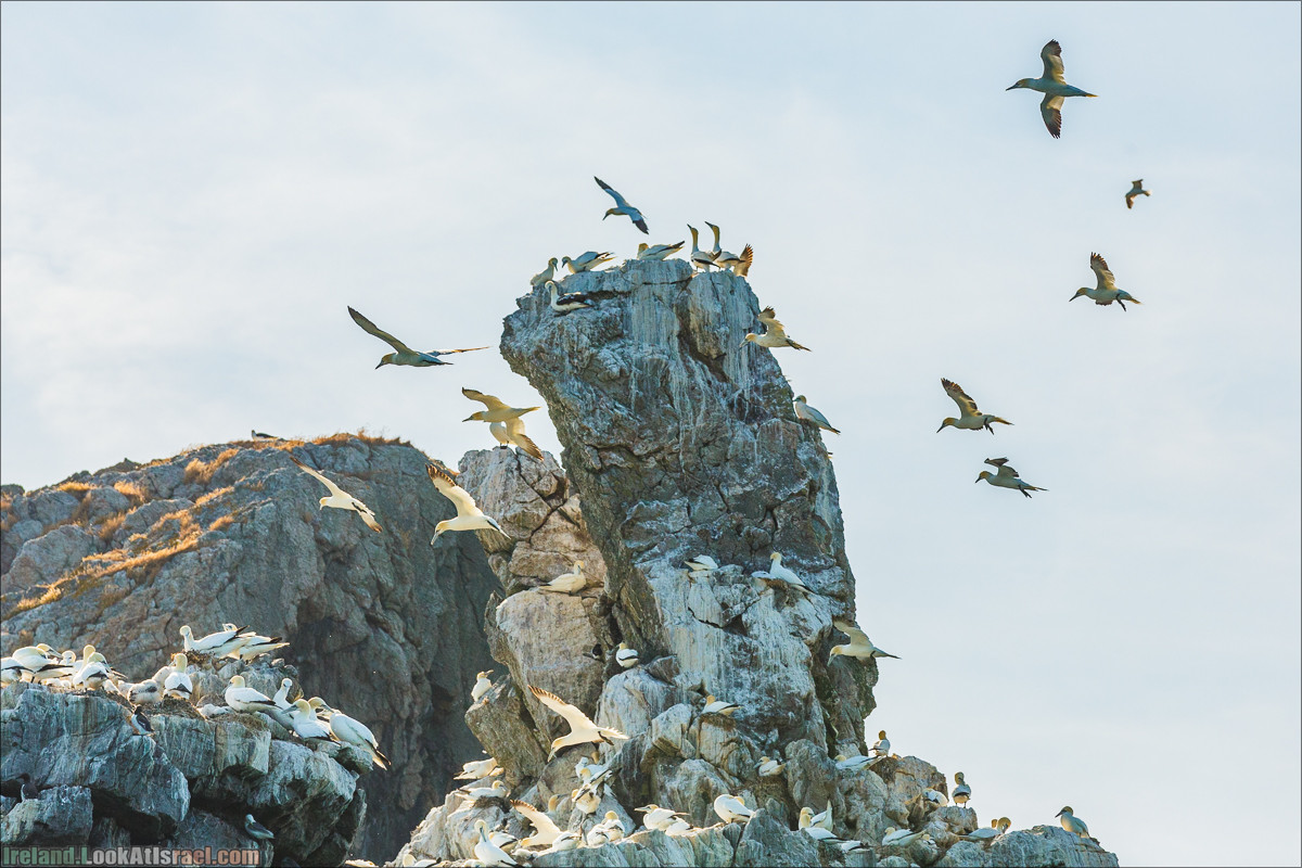 Полуостров Хоут (Howth) и остров Глаз Ирландии (Ирландский глаз) Ireland's Eye, Замок Хоут (Howth Castle) - LookAtIsrael.com путешествует по Ирландии