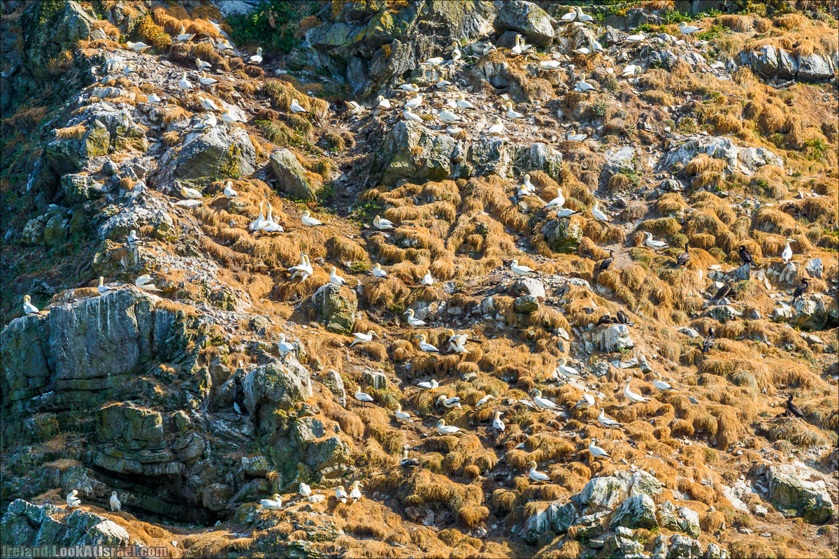 Полуостров Хоут (Howth) и остров Глаз Ирландии (Ирландский глаз) Ireland's Eye, Замок Хоут (Howth Castle) - LookAtIsrael.com путешествует по Ирландии