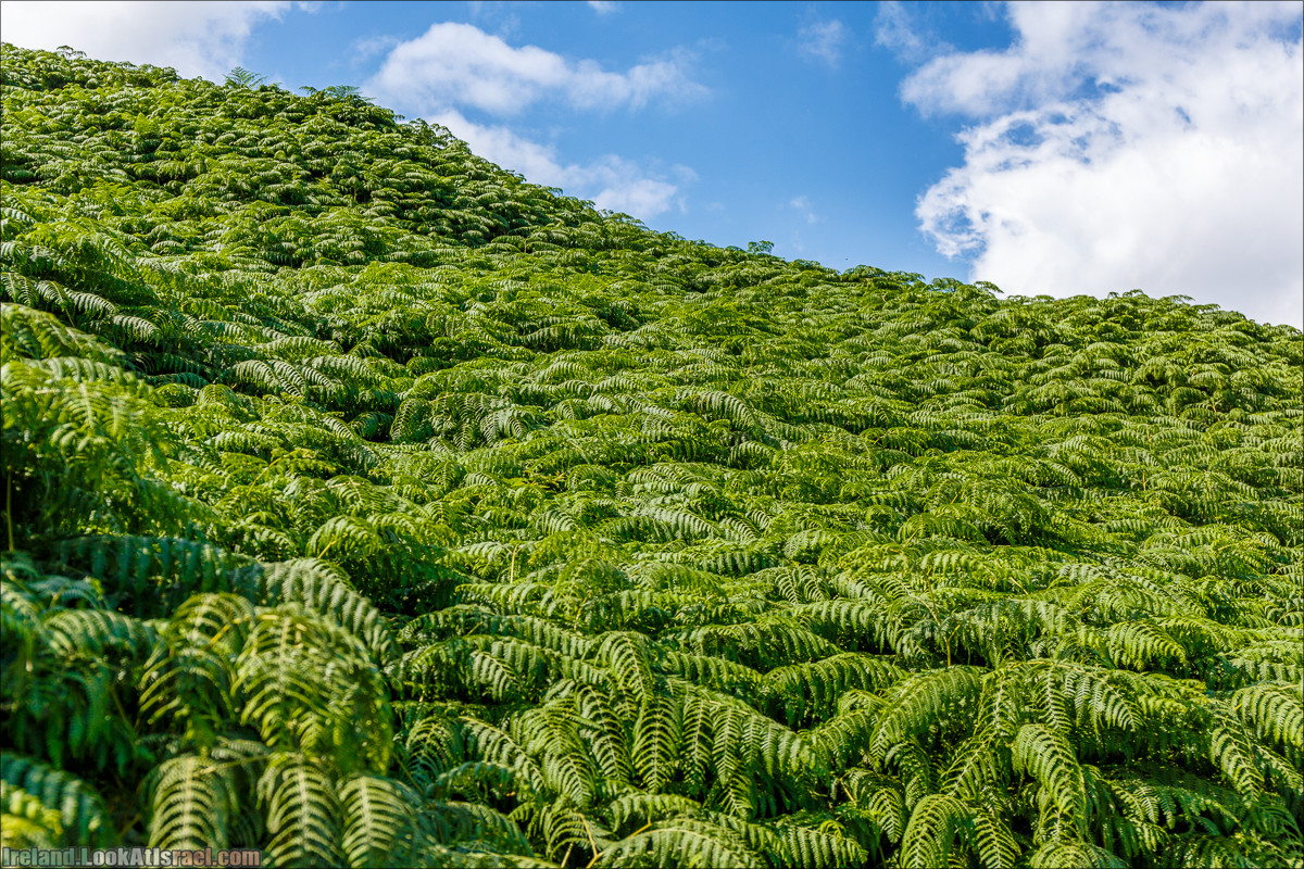 Круговой пеший трек вокруг полуострова Хоут (Howth) - LookAtIsrael.com путешествует по Ирландии