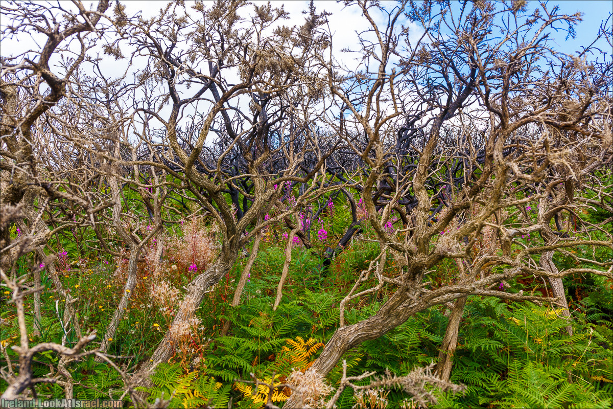 Круговой пеший трек вокруг полуострова Хоут (Howth) - LookAtIsrael.com путешествует по Ирландии