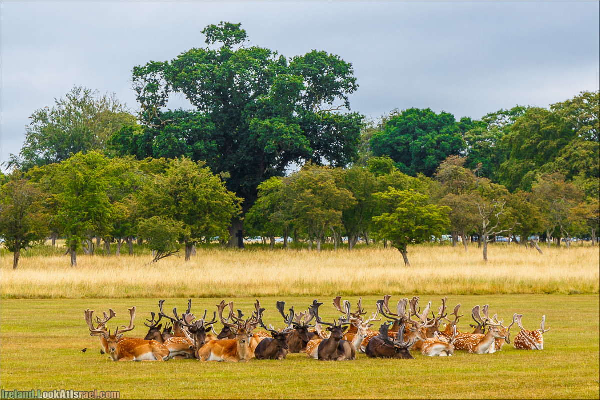 Без тюрьмы и пикантных подробностей из жизни лепреконов