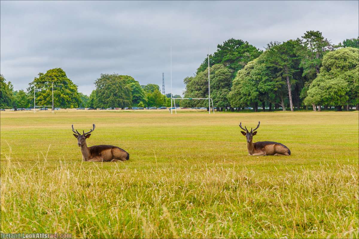 Дублин - Феникс парк и его олени, Национальный музей лепреконов и его сказки - LookAtIsrael.com путешествует по Ирландии