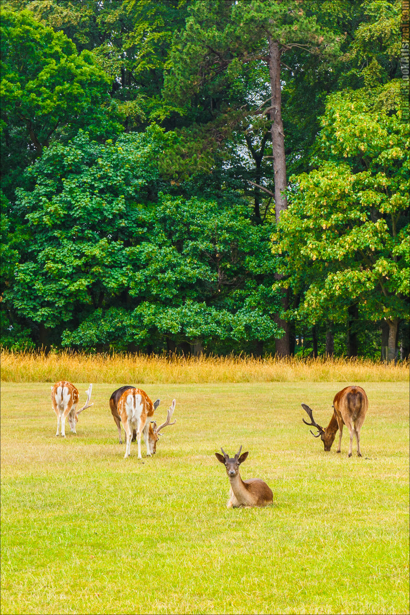 Дублин - Феникс парк и его олени, Национальный музей лепреконов и его сказки - LookAtIsrael.com путешествует по Ирландии