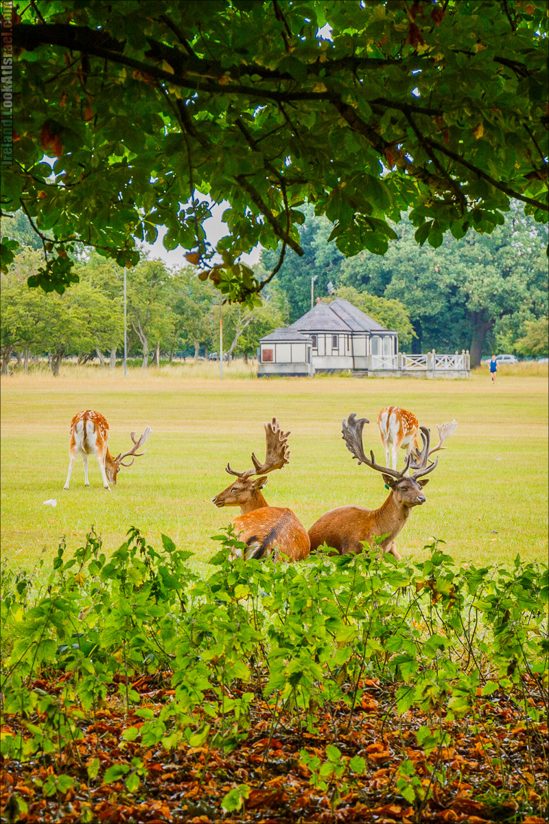 Дублин - Феникс парк и его олени, Национальный музей лепреконов и его сказки - LookAtIsrael.com путешествует по Ирландии