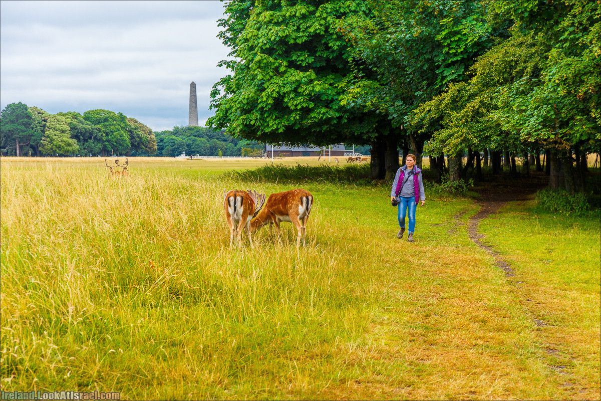 Дублин - Феникс парк и его олени, Национальный музей лепреконов и его сказки - LookAtIsrael.com путешествует по Ирландии