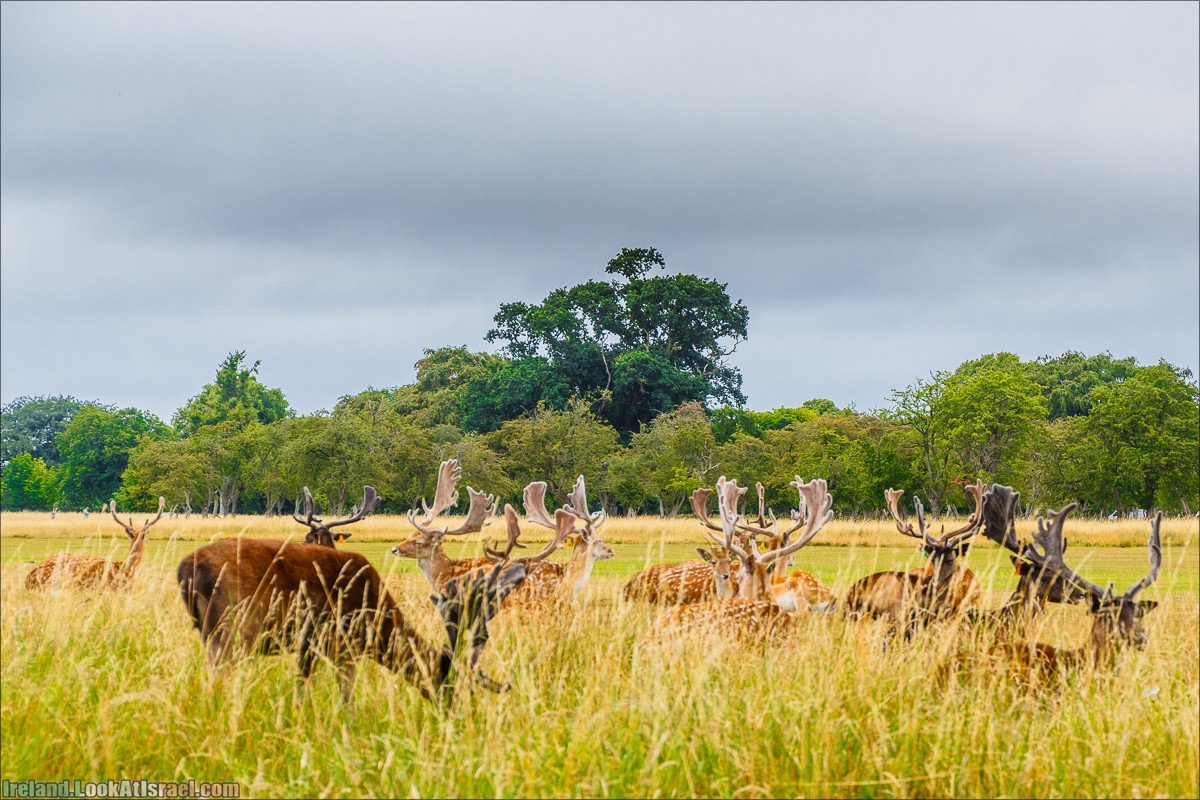 Дублин - Феникс парк и его олени, Национальный музей лепреконов и его сказки - LookAtIsrael.com путешествует по Ирландии