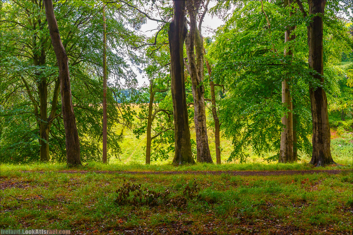 Дублин - Феникс парк и его олени, Национальный музей лепреконов и его сказки - LookAtIsrael.com путешествует по Ирландии