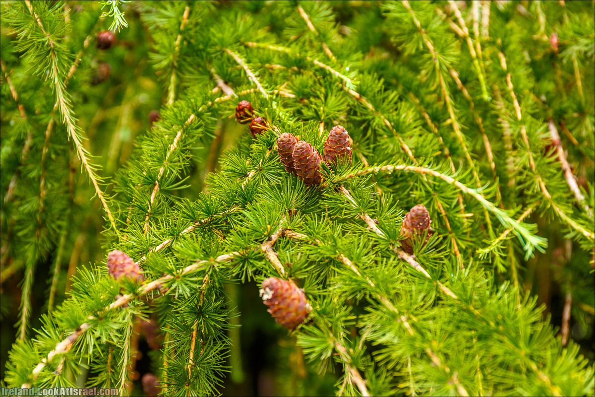 Дублин - Феникс парк и его олени, Национальный музей лепреконов и его сказки - LookAtIsrael.com путешествует по Ирландии