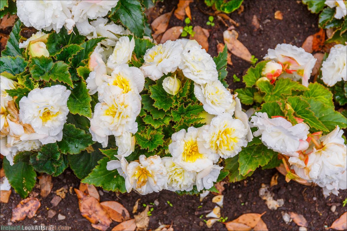 Дублин - Феникс парк и его олени, Национальный музей лепреконов и его сказки - LookAtIsrael.com путешествует по Ирландии