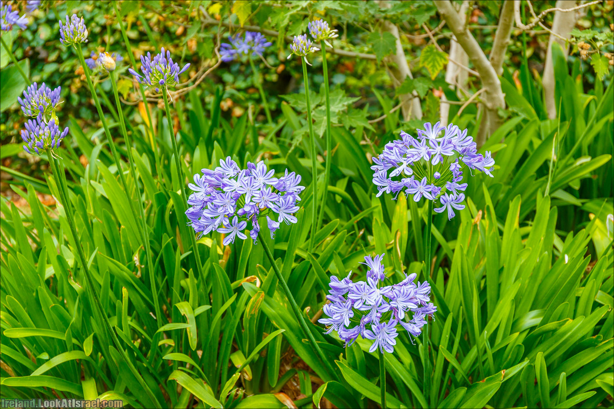 Дублин - Феникс парк и его олени, Национальный музей лепреконов и его сказки - LookAtIsrael.com путешествует по Ирландии