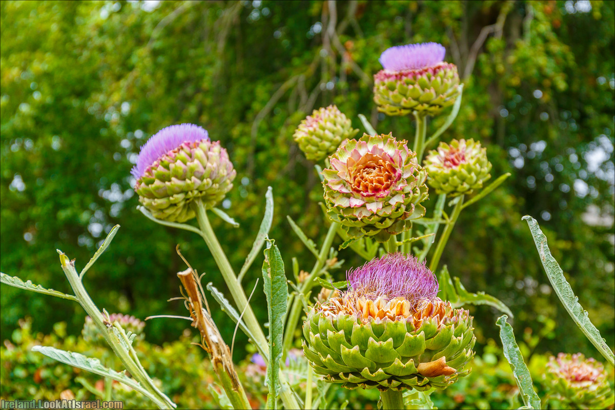 Дублин - Феникс парк и его олени, Национальный музей лепреконов и его сказки - LookAtIsrael.com путешествует по Ирландии