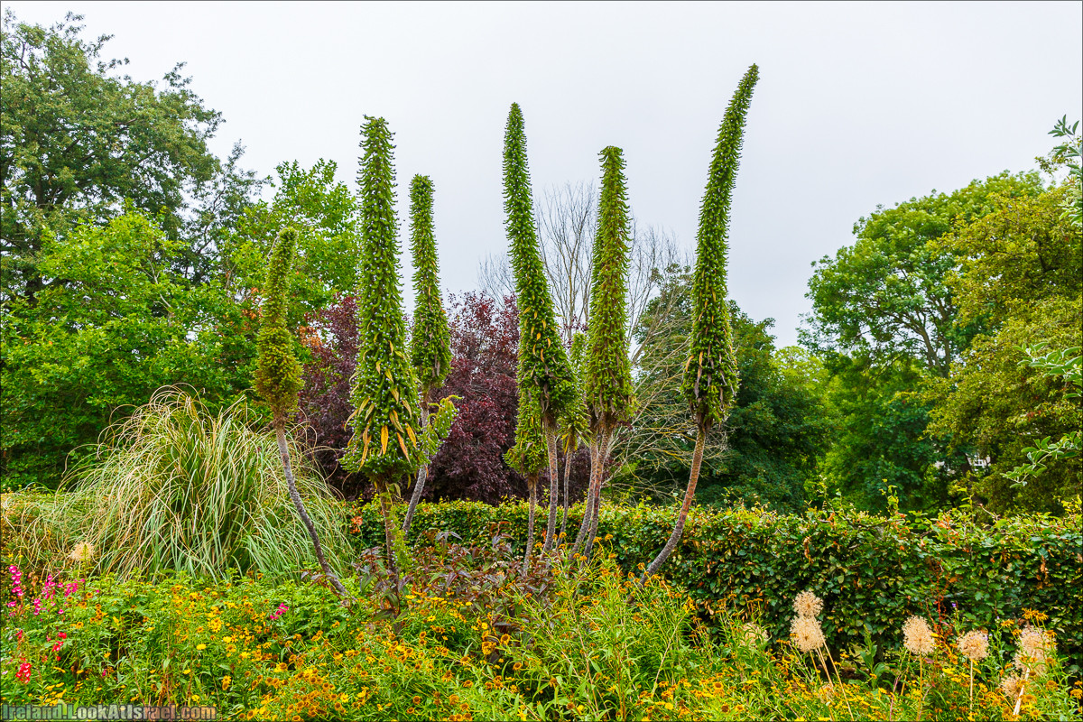 Дублин - Феникс парк и его олени, Национальный музей лепреконов и его сказки - LookAtIsrael.com путешествует по Ирландии
