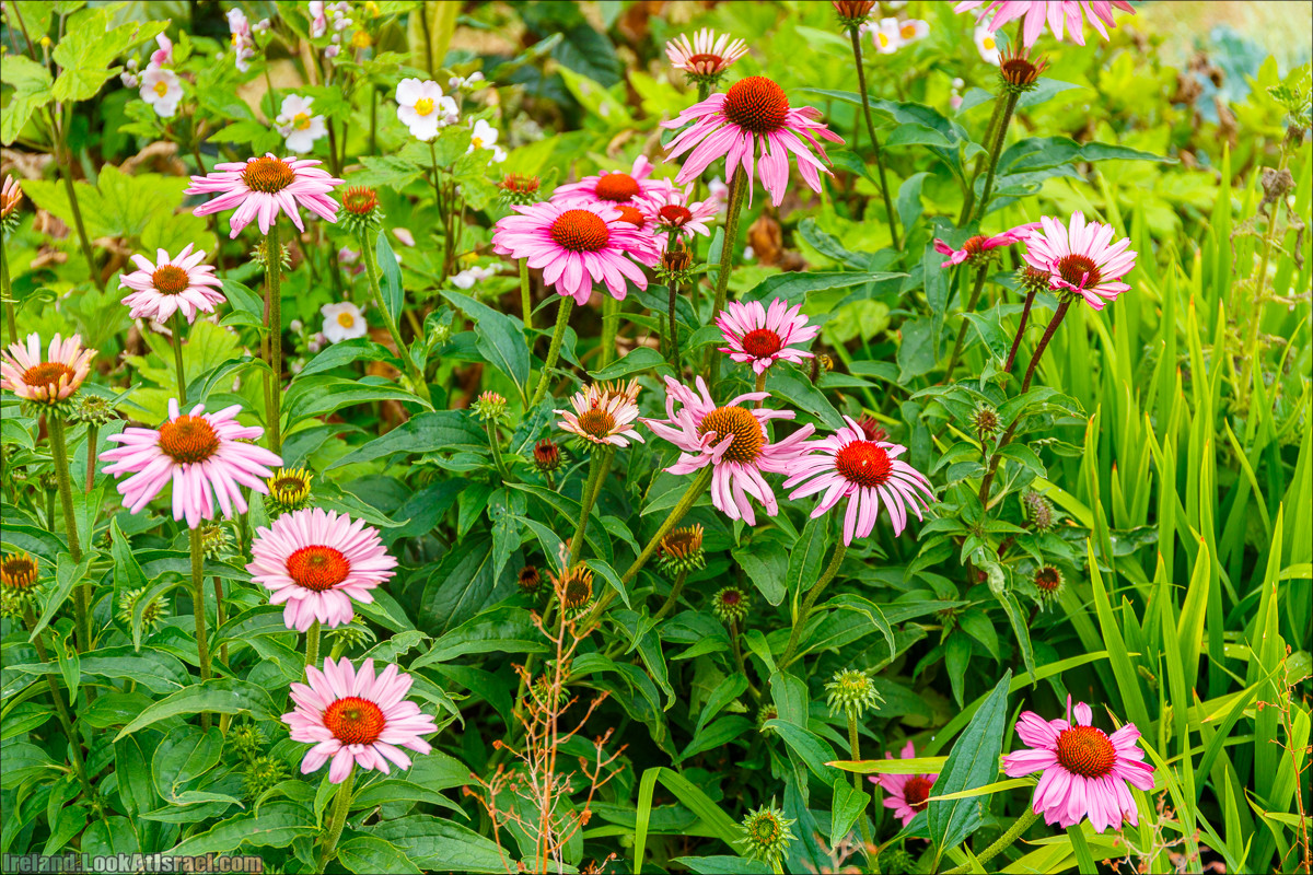 Дублин - Феникс парк и его олени, Национальный музей лепреконов и его сказки - LookAtIsrael.com путешествует по Ирландии