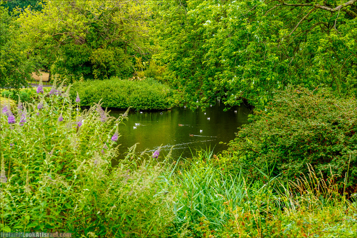 Дублин - Феникс парк и его олени, Национальный музей лепреконов и его сказки - LookAtIsrael.com путешествует по Ирландии