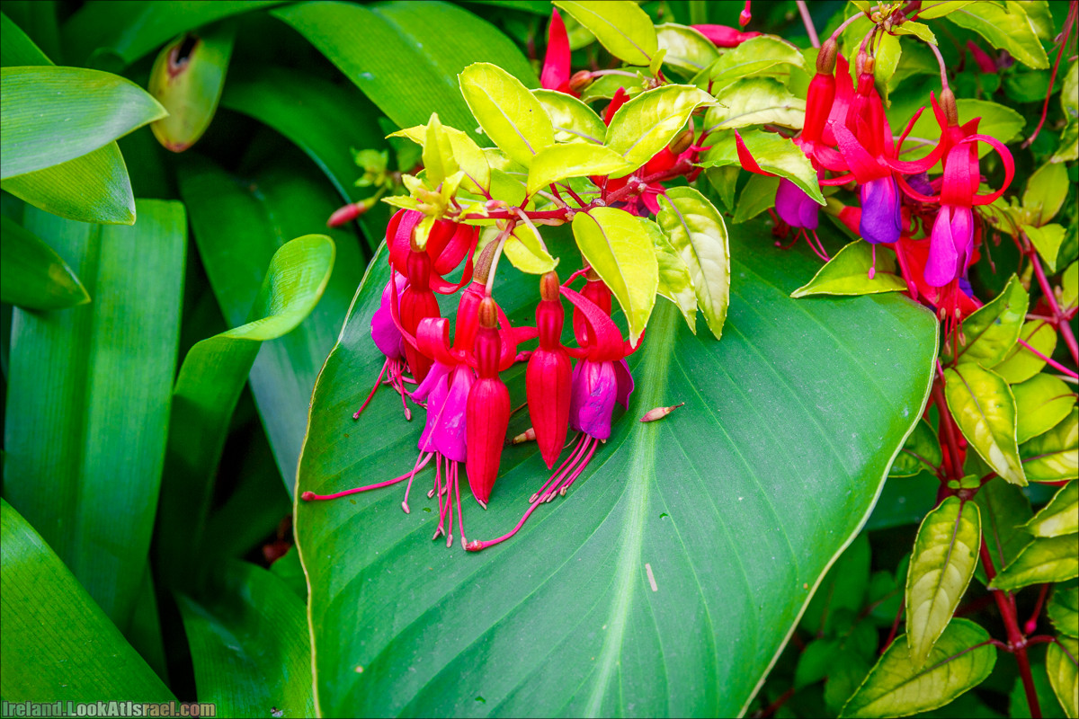 Кольцо Керри, Парк Килларни, Дом Макрос, водопад Торк, озёра | The Ring of Kerry, Killareny Park, Muckross House, Tork Waterfall, Meeting waters, Lough Leane, Mukcross lake, Upper lake | LookAtIsrael.com путешествует по Ирландии