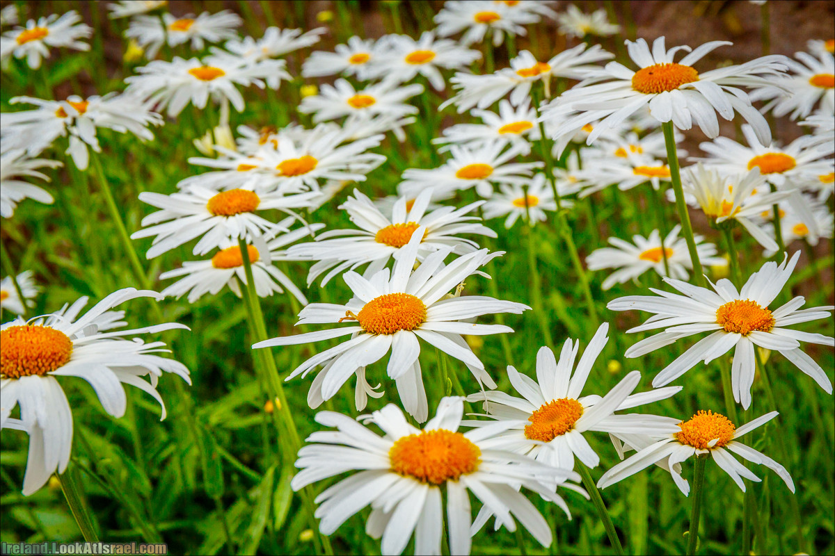 Кольцо Керри, Парк Килларни, Дом Макрос, водопад Торк, озёра | The Ring of Kerry, Killareny Park, Muckross House, Tork Waterfall, Meeting waters, Lough Leane, Mukcross lake, Upper lake | LookAtIsrael.com путешествует по Ирландии