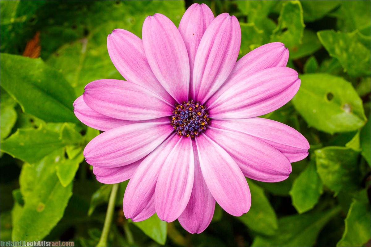 Кольцо Керри, Парк Килларни, Дом Макрос, водопад Торк, озёра | The Ring of Kerry, Killareny Park, Muckross House, Tork Waterfall, Meeting waters, Lough Leane, Mukcross lake, Upper lake | LookAtIsrael.com путешествует по Ирландии
