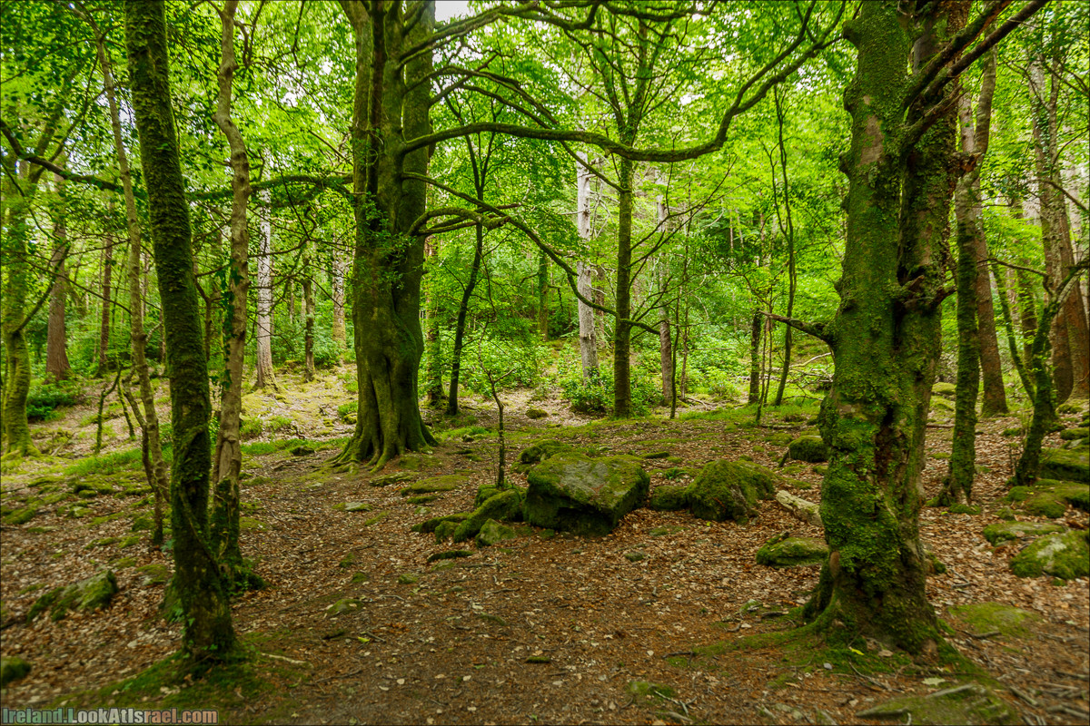 Кольцо Керри, Парк Килларни, Дом Макрос, водопад Торк, озёра | The Ring of Kerry, Killareny Park, Muckross House, Tork Waterfall, Meeting waters, Lough Leane, Mukcross lake, Upper lake | LookAtIsrael.com путешествует по Ирландии