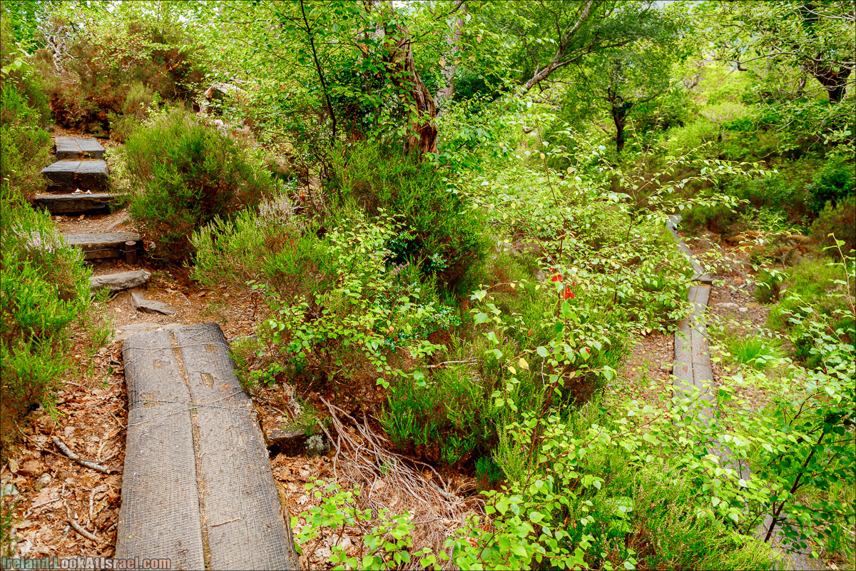 Кольцо Керри, Парк Килларни, Дом Макрос, водопад Торк, озёра | The Ring of Kerry, Killareny Park, Muckross House, Tork Waterfall, Meeting waters, Lough Leane, Mukcross lake, Upper lake | LookAtIsrael.com путешествует по Ирландии