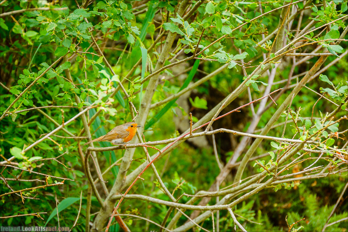 Кольцо Керри, Парк Килларни, Дом Макрос, водопад Торк, озёра | The Ring of Kerry, Killareny Park, Muckross House, Tork Waterfall, Meeting waters, Lough Leane, Mukcross lake, Upper lake | LookAtIsrael.com путешествует по Ирландии