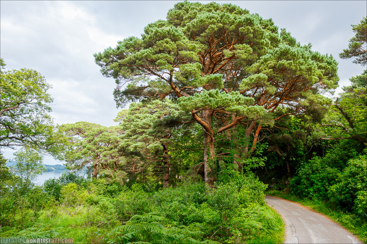Кольцо Керри, Парк Килларни, Дом Макрос, водопад Торк, озёра | The Ring of Kerry, Killareny Park, Muckross House, Tork Waterfall, Meeting waters, Lough Leane, Mukcross lake, Upper lake | LookAtIsrael.com путешествует по Ирландии
