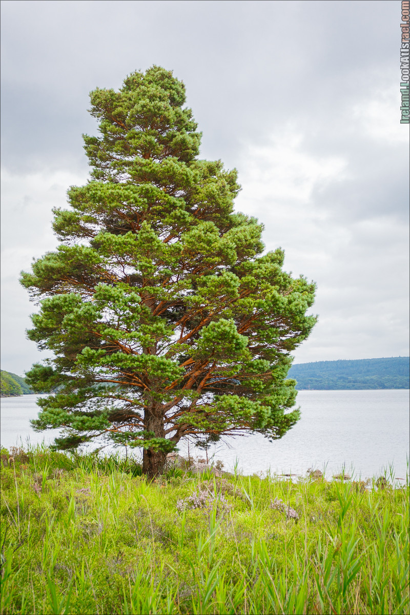 Кольцо Керри, Парк Килларни, Дом Макрос, водопад Торк, озёра | The Ring of Kerry, Killareny Park, Muckross House, Tork Waterfall, Meeting waters, Lough Leane, Mukcross lake, Upper lake | LookAtIsrael.com путешествует по Ирландии