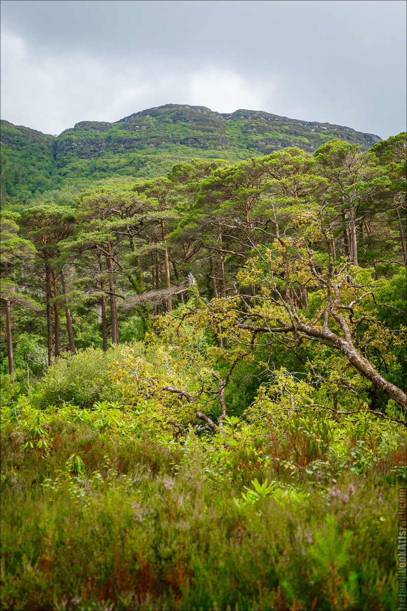 Кольцо Керри, Парк Килларни, Дом Макрос, водопад Торк, озёра | The Ring of Kerry, Killareny Park, Muckross House, Tork Waterfall, Meeting waters, Lough Leane, Mukcross lake, Upper lake | LookAtIsrael.com путешествует по Ирландии