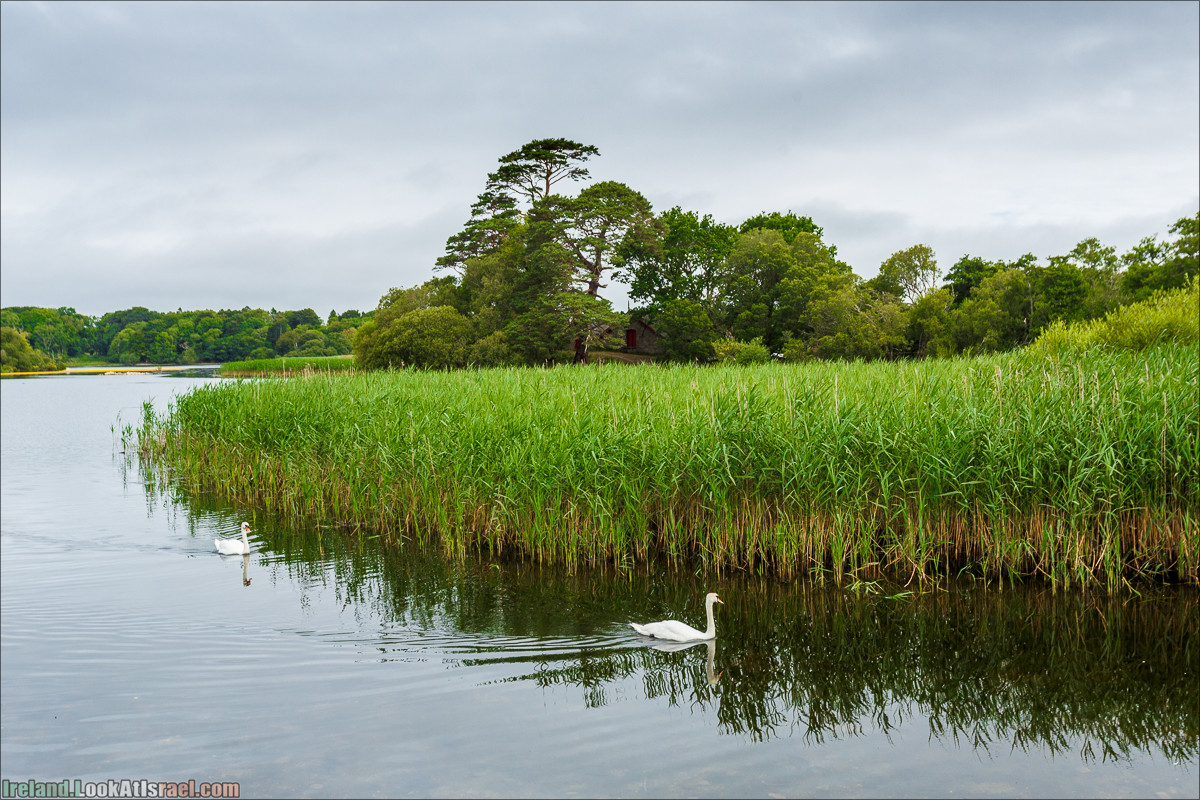 Кольцо Керри, Парк Килларни, озеро Лох-Лейн, аббатство Макрос | The Ring of Kerry, Kellareny Park, Muckross Abbey, Lough Leane | LookAtIsrael.com путешествует по Ирландии